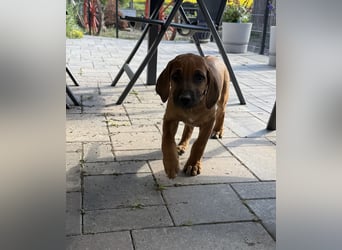 Rhodesian Ridgeback Welpen