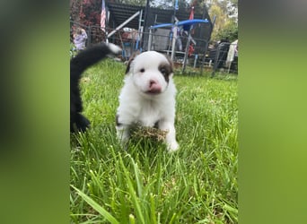 Mini Aussie - Miniature American Shepherd