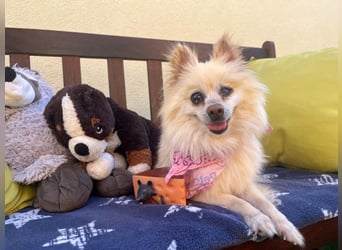 Nara SR – kleine Spitz-Prinzessin sucht endlich ihr Glück