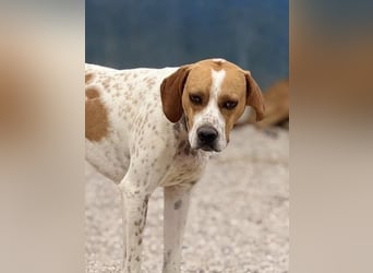 Cooper, sozial und freundlich