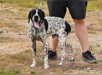 Pintas, Englischer Pointer, lieb und verträglich