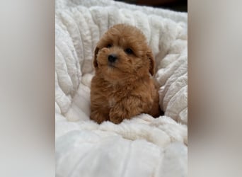 Maltipoo Malteser Toy Pudel Mix Welpen