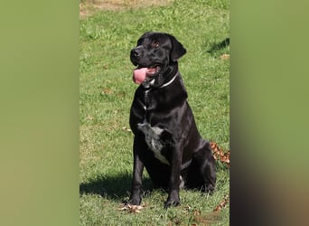 Ein neues Zuhause für den lieben Balu gesucht