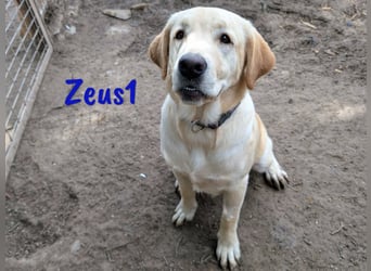 Zeus1 geb. 08/2024 (ESP) - sportlicher und cleverer, junger Labrador!