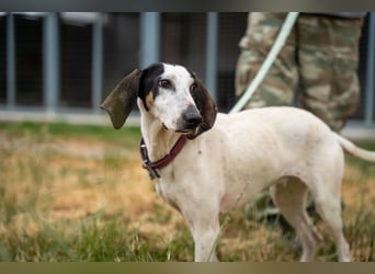 Mila - sanftes Jagdhundherz sucht sportliches Zuhause