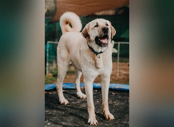riesen Kangal Teddy (Tierschutz) wünscht sich ein Zuhause