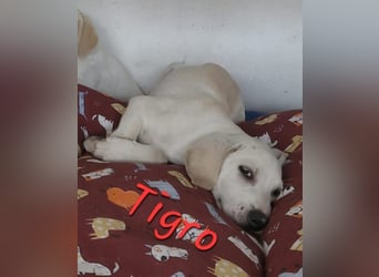 Tigro sucht seine Menschen