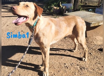 Simba1 geb. 03/2024 (ESP) - aufgeschlossener, verspielter und sozialer Labrador-Mischling!