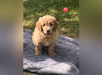 Goldendoodle mini Medium Doodle Abgabe an Pfingsten