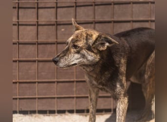 Nala wünscht sich ein Zuhause