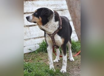 Sanfte, liebe Alexa sucht ruhiges Zuhause