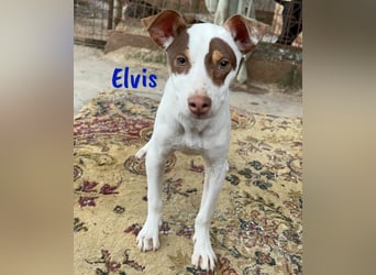 Elvis 12/2024 (ESP) - lustiger, verspielter und sozialer Bodeguero-Mix Welpe!