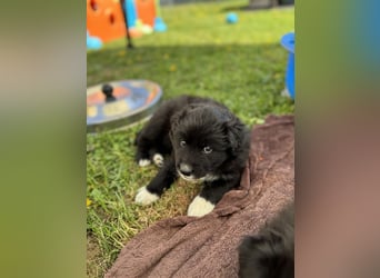Australian Shepherd Welpen in  Black Bi