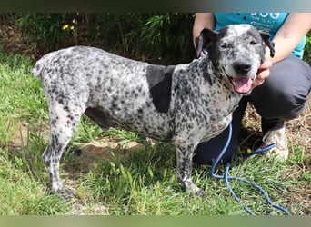 Zauro, Mix Bobtail / Briard / Cattle Dog, lieb und sozial