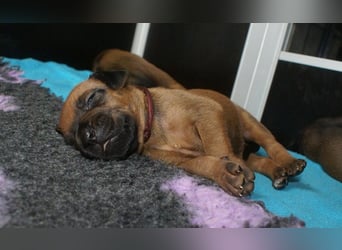 wunderschöne Rhodesian Ridgeback Welpen ! ! ! absolut vitale und einwandfreie kleine Engel