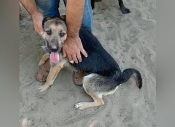 Norka - diesen Hund sollte man kennenlernen