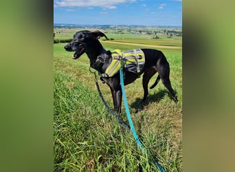 ❤️GRETEL❤️, Galgo Espanol