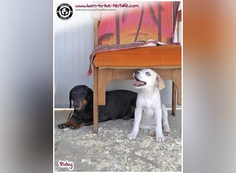 Welpenmädchen Ruby sucht ein Zuhause