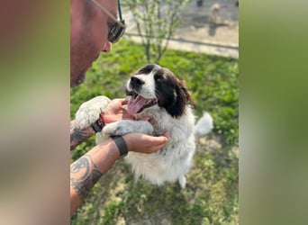 MILLA - Eine Überlebenskämpferin sucht ihr Zuhause Zuhause oder Pflegestelle zum 06.09.2025 gesucht!