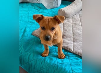 Kleiner Nikki(5 Mon,4,5 kg, 20 cm)sucht liebevolles Zuhause