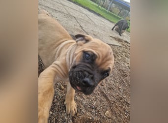 Cane corso mastiff mix 