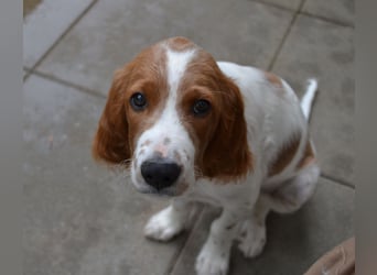 Alard – Irish Red and White Setter Rüde mit Power & Charme