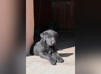 Irische Wolfshunde/ Irish Wolfhound Welpen