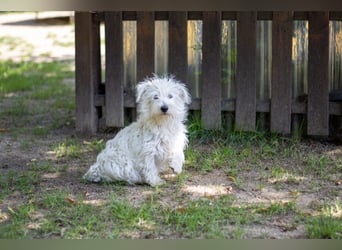 Bess, fröhlicher Westhighland White Terrier Welpe, geb. 2025