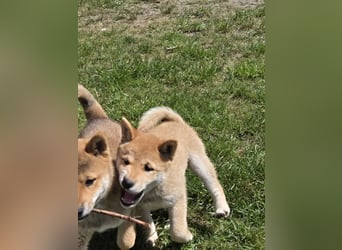 Shiba inu Welpen.   vom Haus Joe   ,Liebhaberzucht