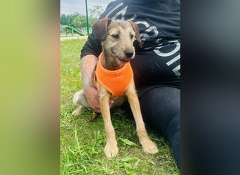 Tango BR – Fröhliches Hundemädchen auf dem Weg ins Glück