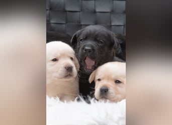 Wunderschöne Labrador Welpen sind noch frei!