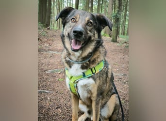 Speedy sucht ein neues Zuhause