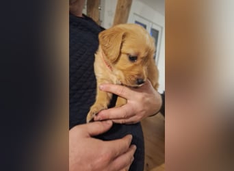 Golden Retriever Welpen