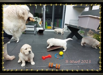 Wir erwarten im Dezember reinrassige Golden Retriever Welpen, die im Februar 25 abgabebereit sind