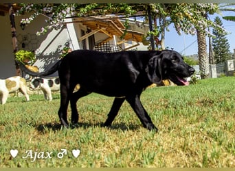 Adam, Ajax und Timmy suchen ein Zuhause