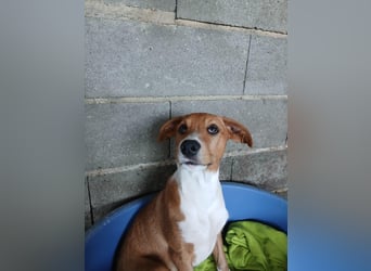 Hundekind JOCA sucht Familie mit Herz