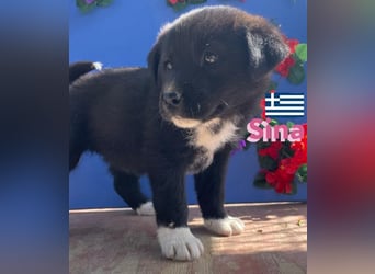 Sina,geb02/25,kleine Schmusemaus sucht Kuschelkörbchen