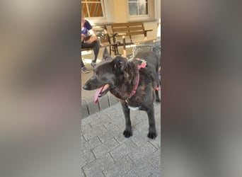 Raven - lieber Anfängerhund in Deutschland