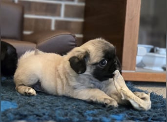 Mops Welpen  ( Altdeutsche )