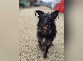 Borzi VA – Sensible Schnauzermix-Hündin sucht ein ruhiges Zuhause bei einer einfühlsamen, ruhigen Pe
