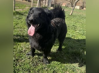 Ćiro ein Familienhund für Kinder