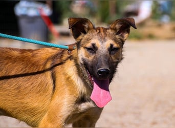 Cindy, Mix Schäferhund / Malinois, lieb und sozial