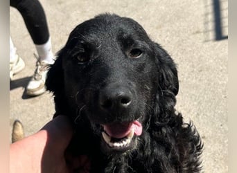 GONZALES❤️ liebenswerter, agiler und neugieriger Kroatischer Schäferhund-Mix