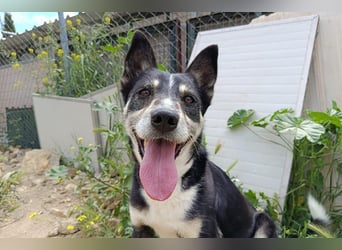 Negan(CO) Einzelprinz sucht eine ruhige Familie zum lieb haben