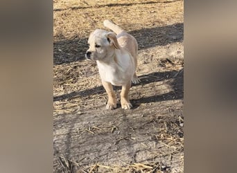 Kleine Knutschkugel Sandy