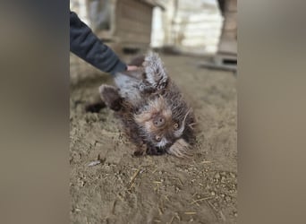 Brios-LM, kleines Wildschwein sucht neues Zuhause!