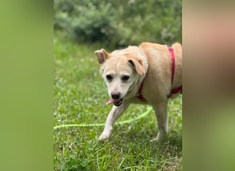 Alba - vorsichtige, ruhige, liebe Labrador-Mix-Hündin / Pflegestelle in Mosbach