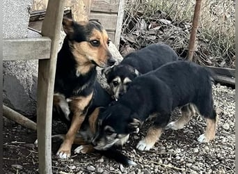 Debby, Schwester von Donny, kleine Mischlings Lady
