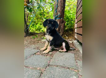 Niko, kleiner Entdecker 