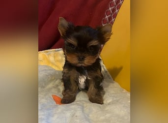 Yorkshire Terrier Welpen black and tan mit Ahnentafel
